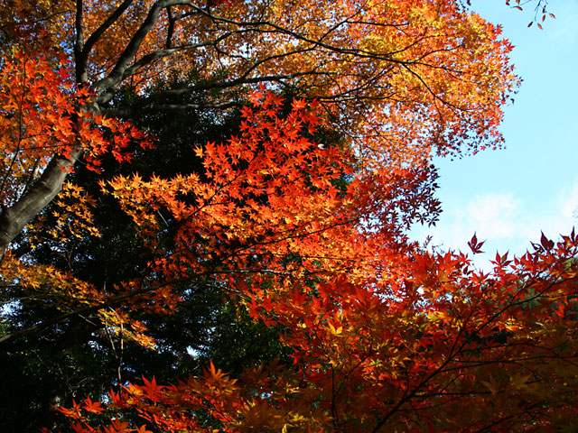 �g�t�ʐ^�f��