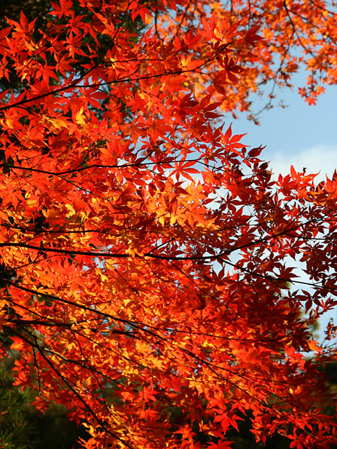 �g�t�ʐ^�f��