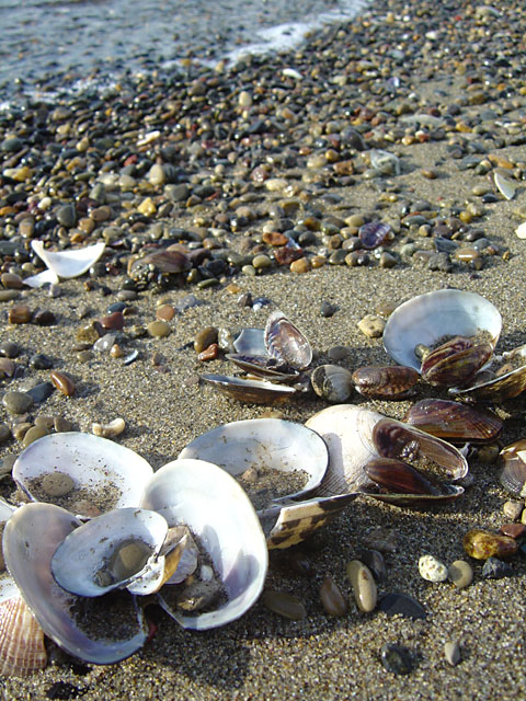 �C�ʐ^�f��