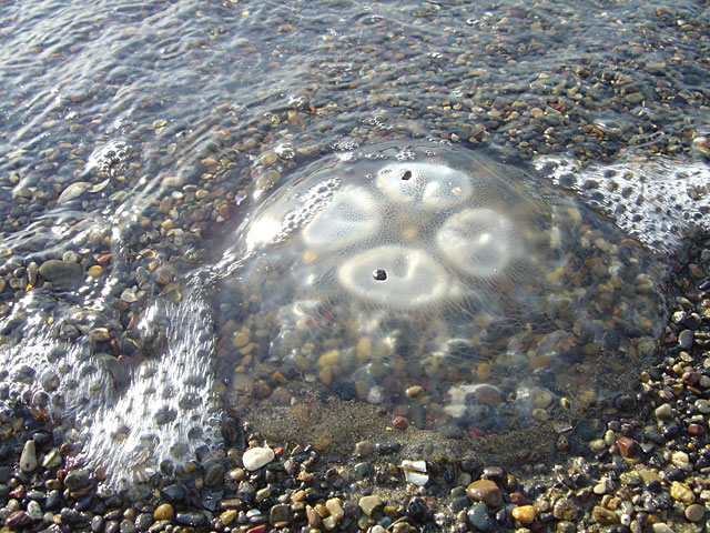 �C�ʐ^�f��