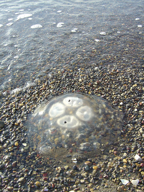 �C�ʐ^�f��