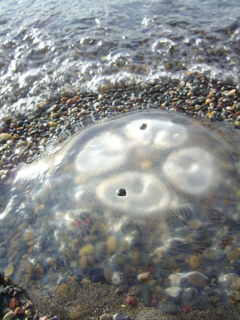 �C�ʐ^�f��