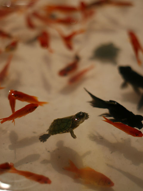 �čՂ�ʐ^�f�ށ@���𑜓x�ʐ^�f��