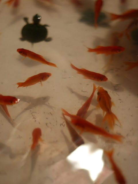 �čՂ�ʐ^�f�ށ@���𑜓x�ʐ^�f��