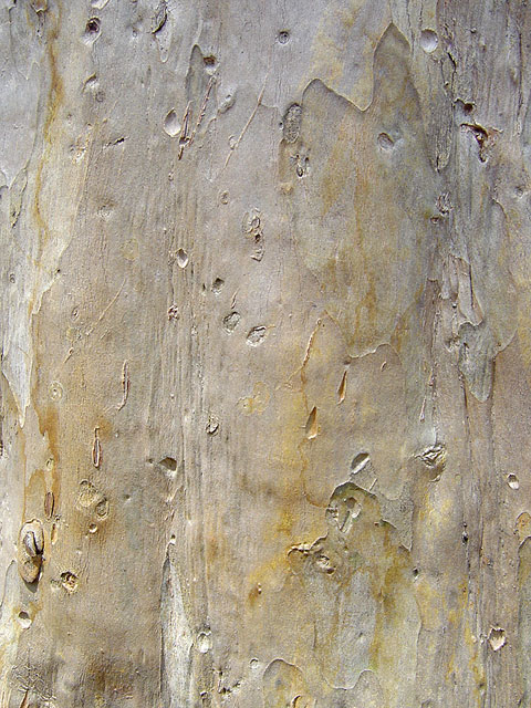 ���R�e�N�X�`���ʐ^�f��