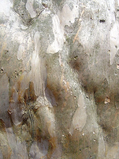 ���R�e�N�X�`���ʐ^�f��