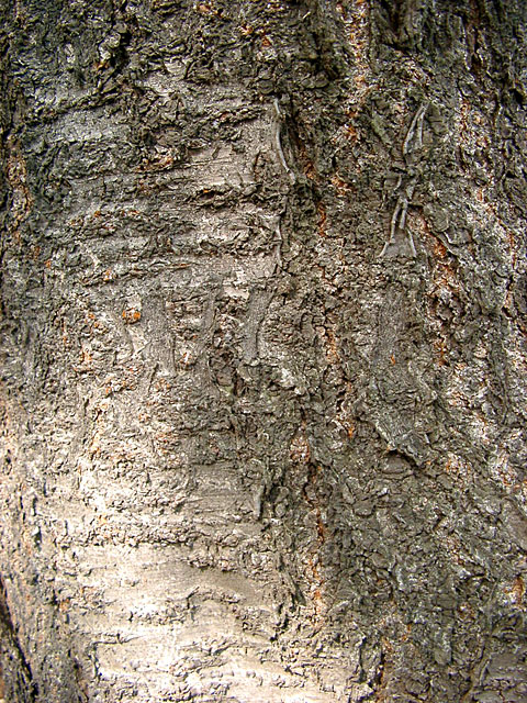 ���R�e�N�X�`���ʐ^�f��