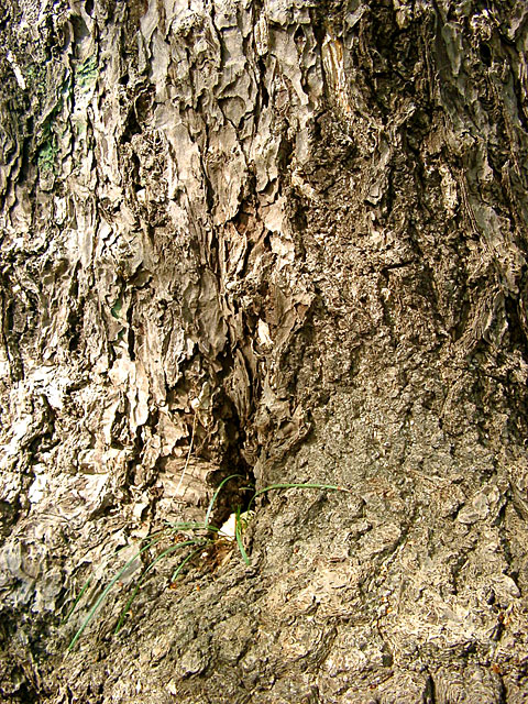 ���R�e�N�X�`���ʐ^�f��