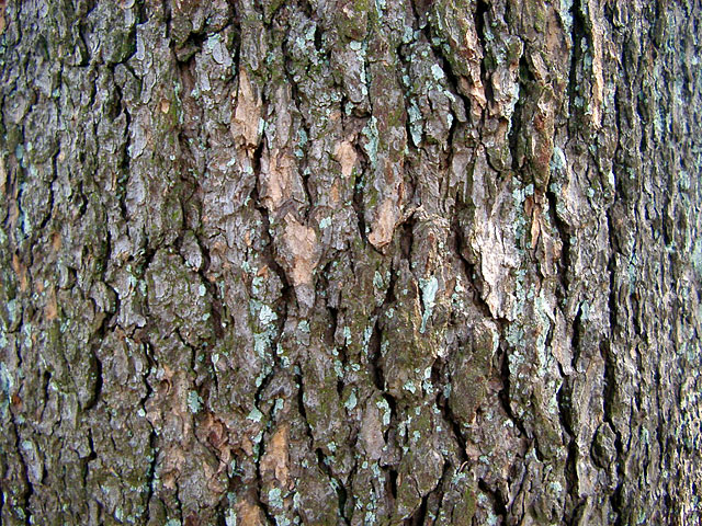 ���R�e�N�X�`���ʐ^�f��