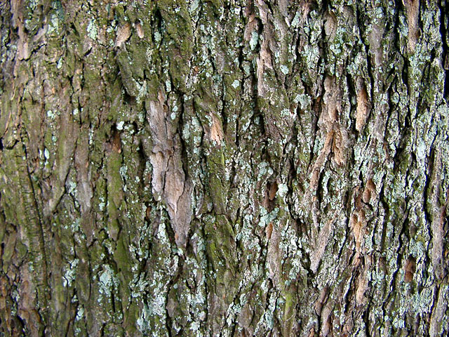 ���R�e�N�X�`���ʐ^�f��