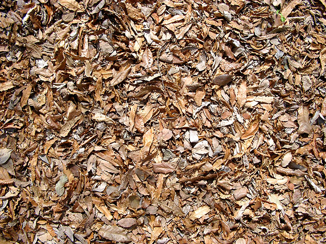 ���R�e�N�X�`���ʐ^�f��