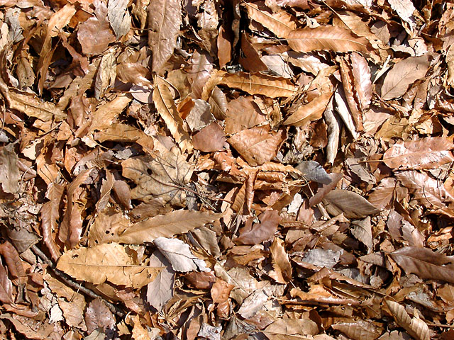 ���R�e�N�X�`���ʐ^�f��