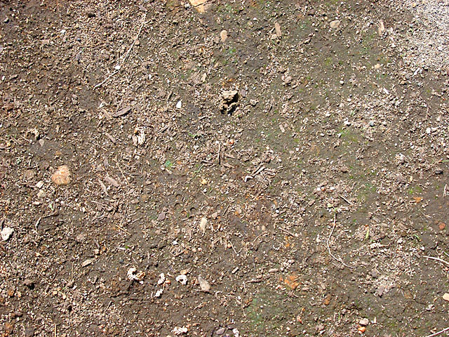 ���R�e�N�X�`���ʐ^�f��