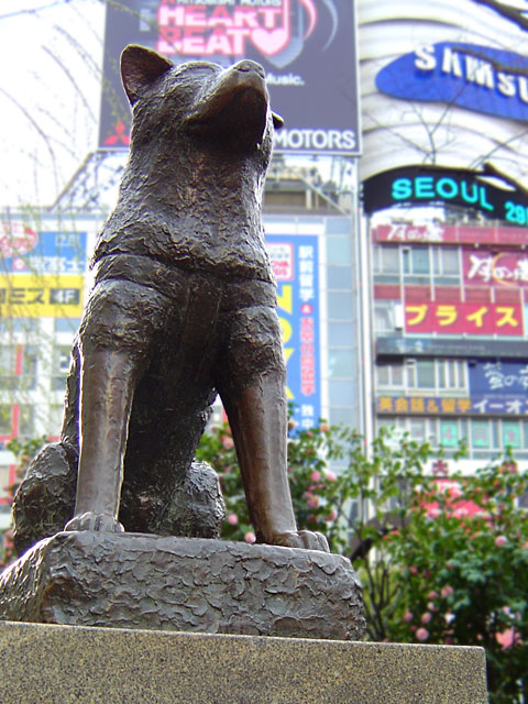 �a�J�@���𑜓x�ʐ^�f��