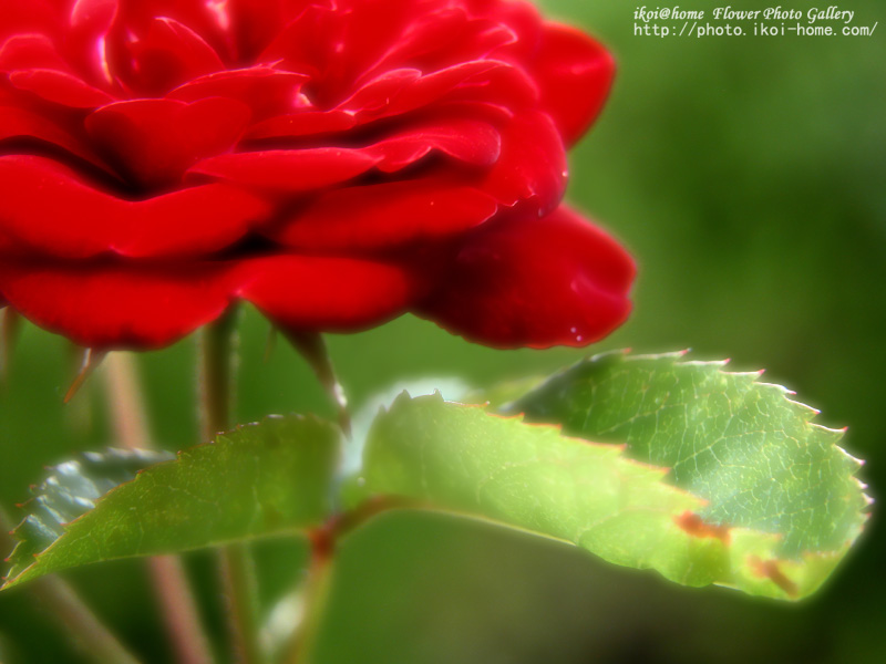 �N���b�N�ŕ���@�i�ǎ��ʐ^�j